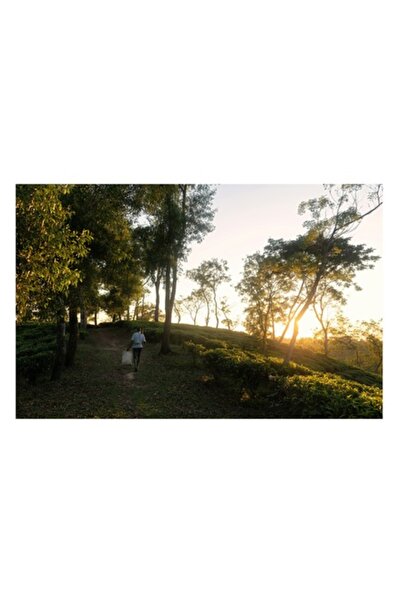 OEM Pictură pe pânză, „Apus de soare liniștit în pădurea de vară”, Lumină, Natură, Pădure, Cale, Plimbare, Verdeață, S