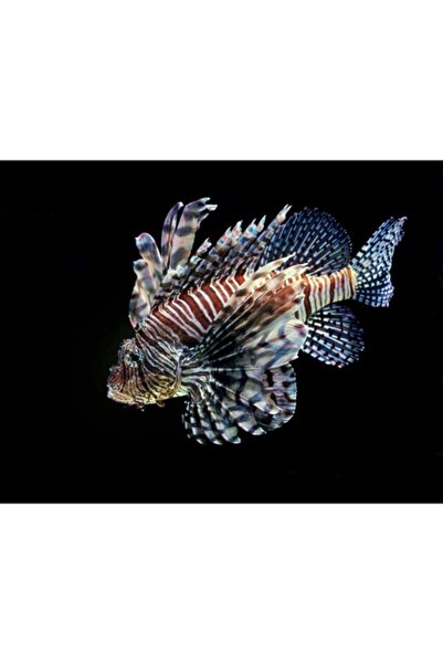 OEM Pictură pe pânză „Pește-leu în adâncuri misterioase”, exotică, 150 x 100cm