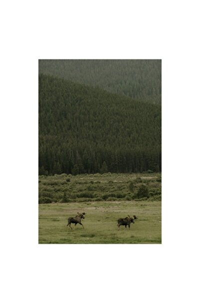 OEM Tablou Canvas, 'Elani in departarea padurilor verzi', Cerb, Padure, Verde...