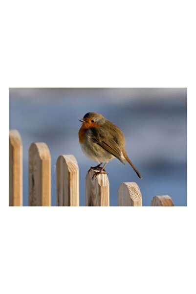 OEM Tablou Canvas, "Micul cantaret de pe gard", Pasare, Rosu, Maro, Gard, Cer...