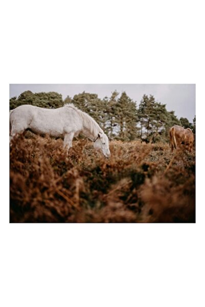 OEM Tablou Canvas, 'Cai in padurea de ferigi toamna', Cal, Padure, Iarba, Cer...