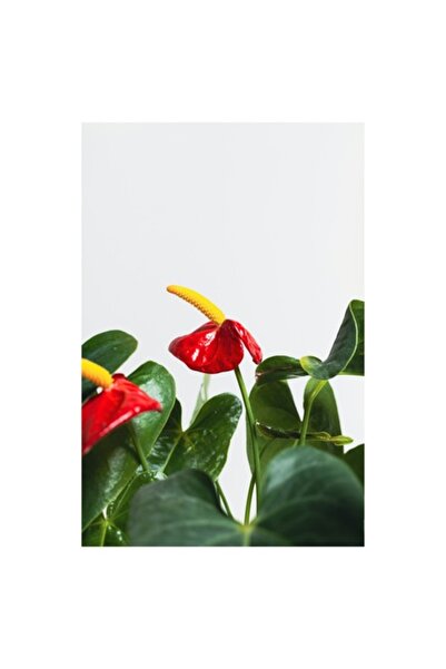 OEM Tablou Canvas, 'Flori tropicale in gradina verde', Rosu, Stralucitor, Lucios, Frunzis