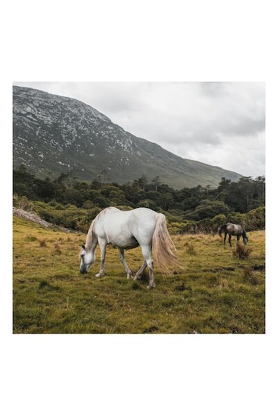 OEM Pictură pe pânză, „Cai albi pe dealuri verzi”, Cal, Munte, Nori, Iarbă, Pășune, Cer, Peisaj
