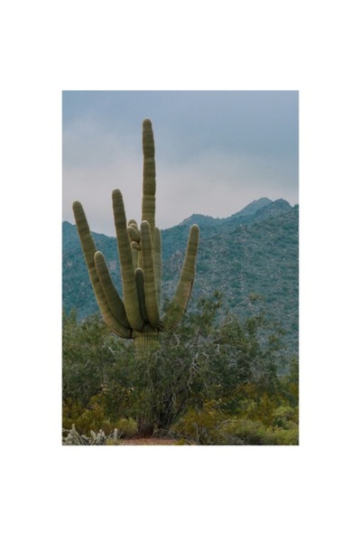 OEM Tablou Canvas, 'Silueta solitara a desertului verde', Cactus, Munti, Cer, Vegetatie, Desert, Peisaj,