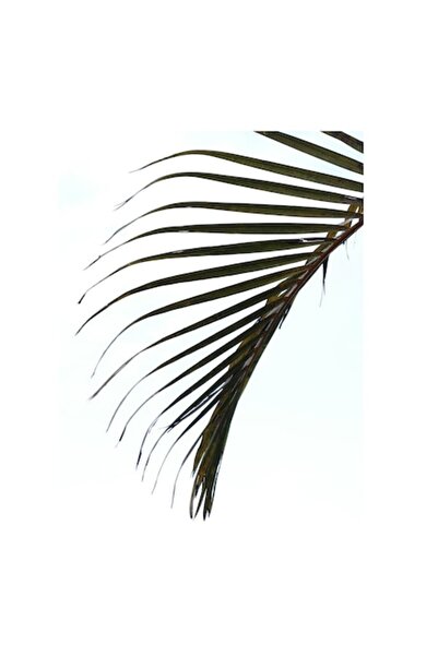 OEM Tablou Canvas, "Frunza de palmier in briza verii", 100 x 100cm