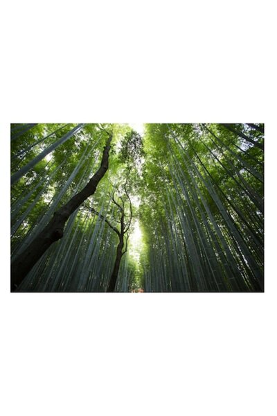 OEM Tablou Canvas, 'Padure de bambus inalt si verde', Verde, Lumina, Padure, Bambus, Inaltime, Natura, C