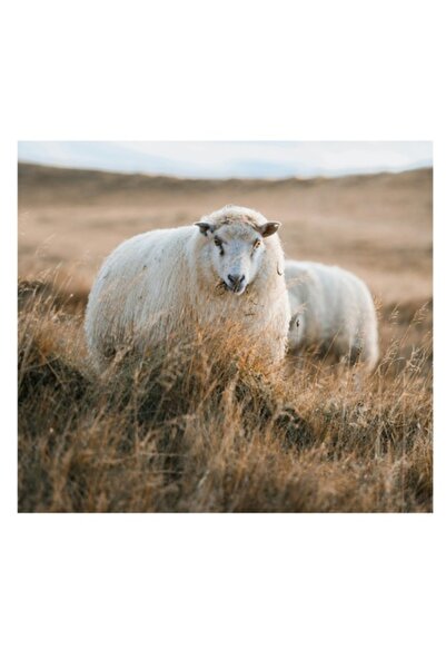 OEM Tablou Canvas, "Miorita ratacita in campia aurie", Oaie, Campie, Iarba, Cer, Natura, Liniste, Blana,