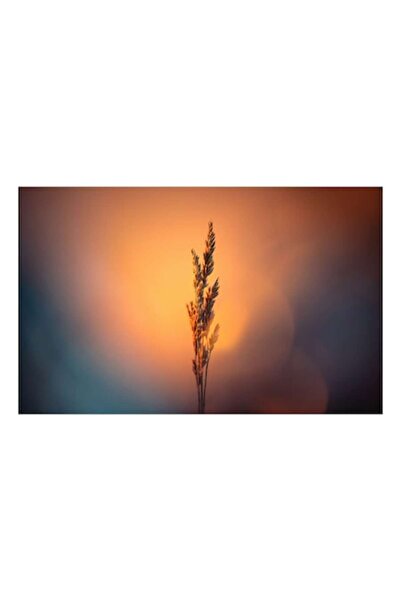 OEM Tablou Canvas, "Iarba singuratica in lumina apusului", 90 x 50 cm