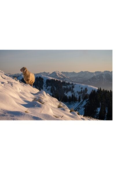 OEM Pictură pe pânză, „Oaie singuratică în zorii alpini”, 100 x 100 cm