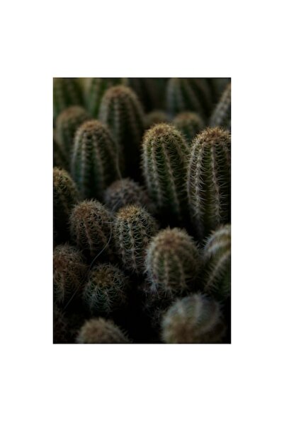 OEM Tablou Canvas Premium - Desertul Verde: Dansul Cactusilor