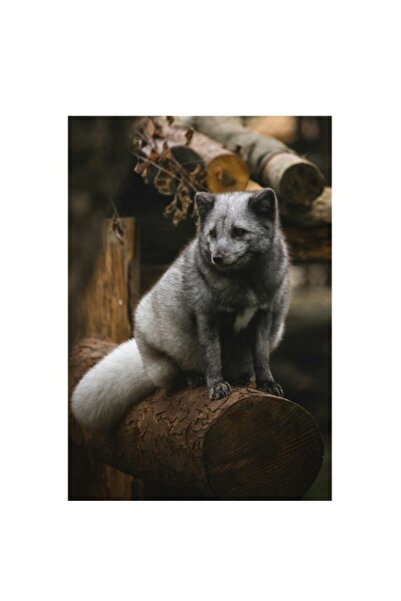 OEM Tablou Canvas, Vulpea argintie in adapostul padurii, 100 x 150 cm