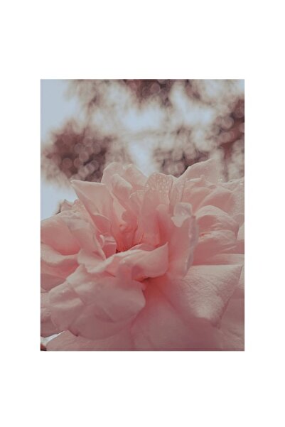 OEM Tablou Canvas, "Bujorul visurilor roz delicate", 50 x 50 cm