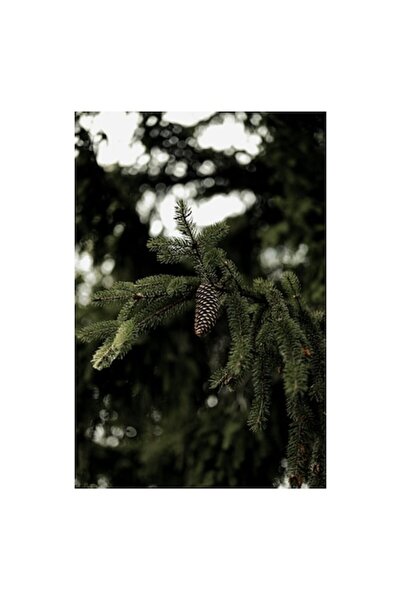 OEM Pictură pe pânză, „Conuri de pin într-o zi gri”, 100 x 100cm