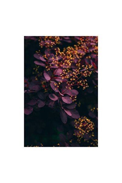 OEM Tablou Canvas, 'Dansul florilor de toamna misterioasa', Frunzis, Purpuriu, Flori, Mici, Galbene, Ram