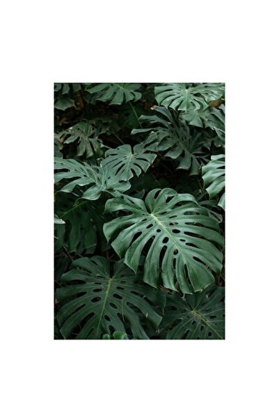 OEM Pictură pe pânză „Jungla verde” - Evadare în natură