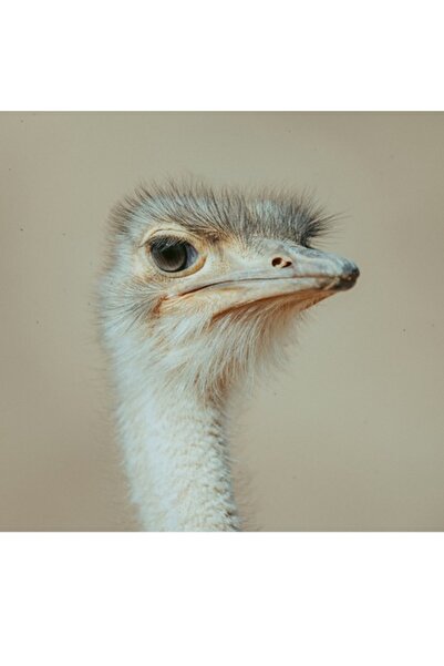 OEM Pictură pe pânză, „Privește lumea cu o grandoare tăcută”, 90 x 50 cm