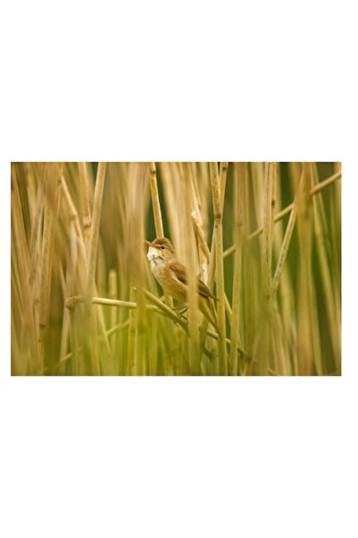 OEM Pictură pe pânză - „Pasăre ascunsă în stuf dens”