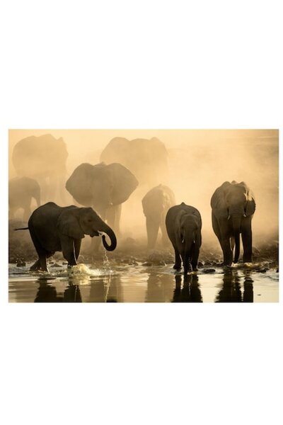 OEM Pictură pe pânză, „Elefanți traversând apele dimineții”, Elefanți, Apă, A...