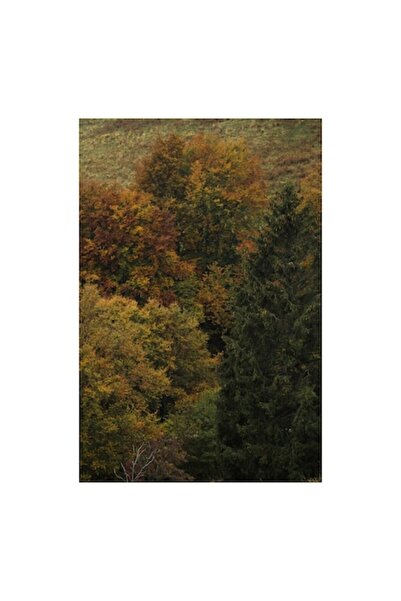 OEM Tablou Canvas, 'Magia padurii in culori tomnatice', Frunzis, Toamna, Arbo...