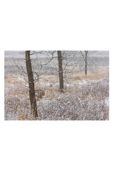 OEM Pictură pe pânză, „Ploaia albă peste câmpul adormit”, Copaci, Zăpadă, Iar...