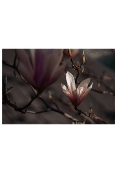 OEM Tablou Canvas, 'Misterul florilor de magnolie in amurg', Flori, Lumina, Radacini, Delicatete, Primav