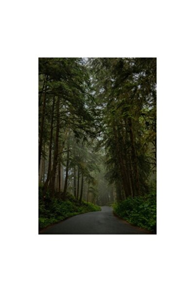 OEM Pictură pe pânză, „Drum misterios prin pădurea înaltă”, Copaci, Drum, Păd...