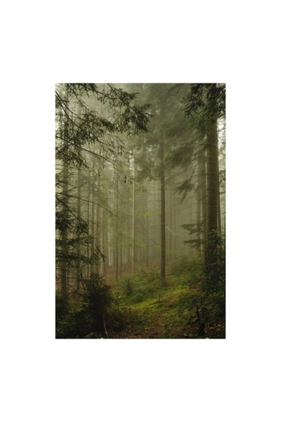 OEM Pictură pe pânză „Misterul pădurii învăluite în ceață”, Copaci, Ceață, Pă...
