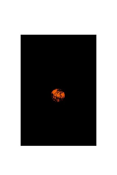 OEM Tablou Canvas, Luna rosie printre frunze intunecate