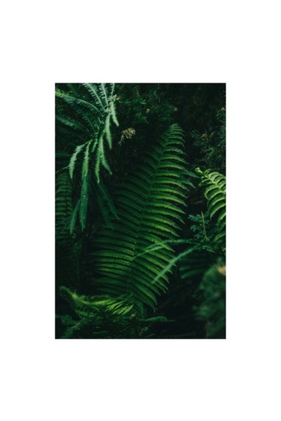 OEM Pictură pe pânză, „Frumusețea secretă a pădurii verzi”, Frunze, Verde, Na...