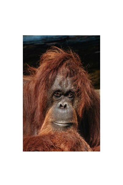 OEM Tablou Canvas, "Portretul unui ganditor blajin", 50 x 50cm