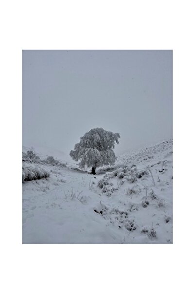 OEM Tablou Canvas, Solitar in peisajul inghetat al iernii