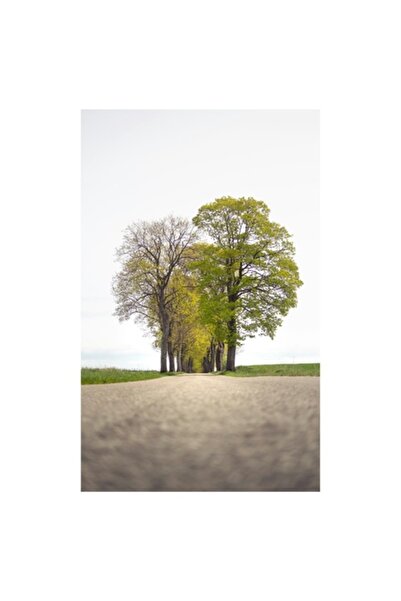 OEM Tablou Canvas, Premium, Panza Bumbac, Sasiu Lemn