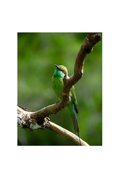 OEM Tablou Canvas, "Pasarea smaraldului contemplativ pe ramura", Verde, Frumusete, Delicatete, Natura, P