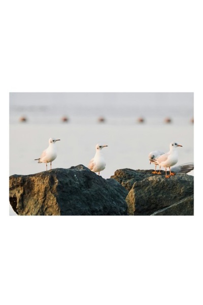 OEM Tablou Canvas Premium cu Pescaruși pe Stânci