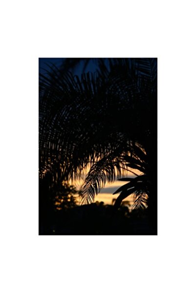 OEM Pictură pe pânză, „Apus de soare exotic printre frunze de palmier”