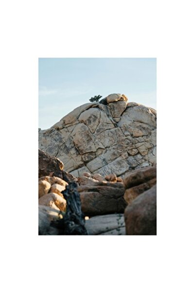 OEM Tablou Canvas, "Copac solitar pe stanca uriasa", Pietre, Stanci, Arbori, ...