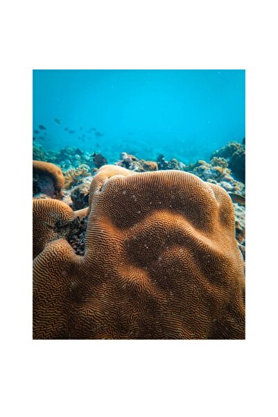 OEM Tablou Canvas, 'Dansul coralilor subacvatici misteriosi', 100 x 150cm