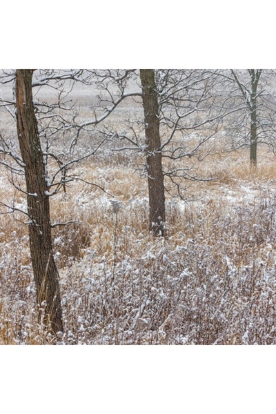 OEM Pictură pe pânză, „Ploaie albă peste câmpul adormit”, Copaci, Zăpadă, Câm...