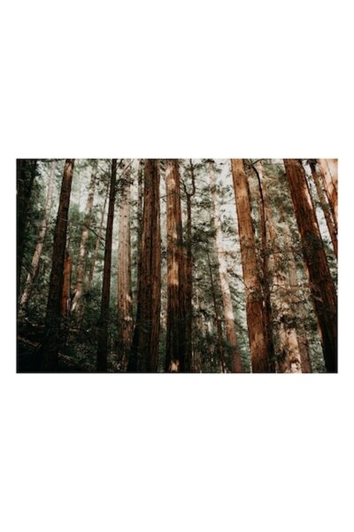 OEM Pictură pe pânză, „Pădure de sequoia înaltă și densă”, Copaci, Sequoia, Î...