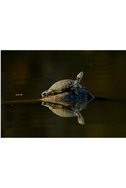 OEM Pictură pe pânză „Țestoasă odihnindu-se pe o stâncă”, 90 x 50cm