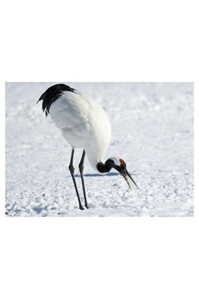 OEM Pictură pe pânză, „Cocor japonez pe zăpadă strălucitoare”, Pasăre, Zăpadă...