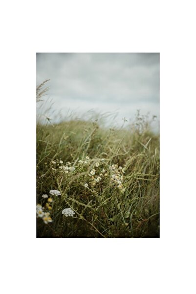 OEM Tablou Canvas, 'Primavara in poienita cu margarete', Nor, Iarba, Flori, Vant, Verdeata, 50 x 50cm