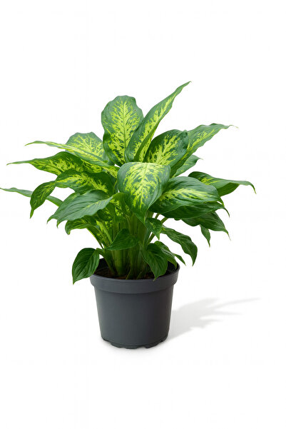 Floryalibotanik Difenbahya Bitkisi (Dieffenbachia Camilla) 30-40 Cm