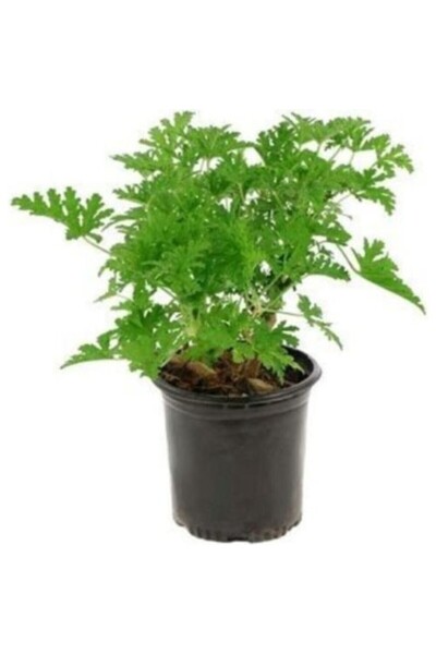 Mimoza Pelargonium Odoratissimum Itır Bitkisi 10-20 cm