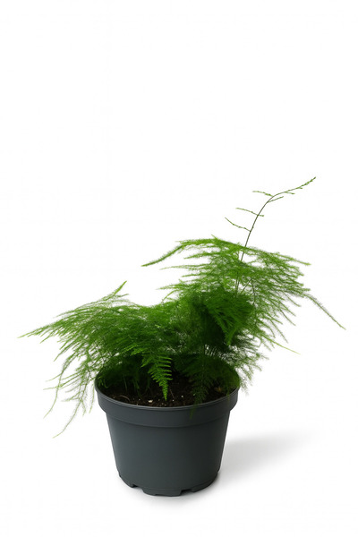 Floryalibotanik Asparagus Setaceus Kuşkonmaz Canlı Salon Bitkisi 20-40 cm