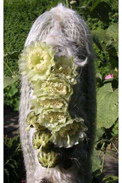 SukuLand Espostoa Lanata krem tonlarında çiçek açan özel tür kaktüs 5,5cm sak...