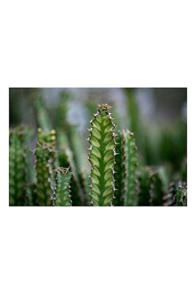 OEM Pictură pe pânză „Cactuși verzi sub cer senin”