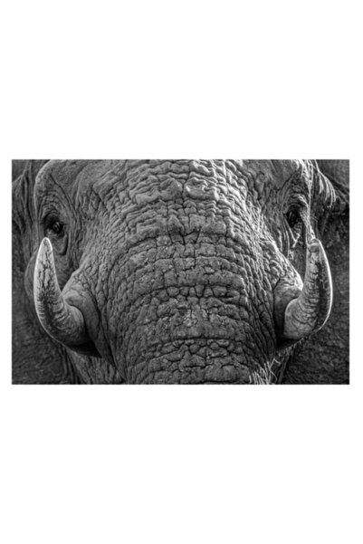 OEM Tablou Canvas, 'Povestea ridurilor unui elefant', Elefant, Impresionant, ...