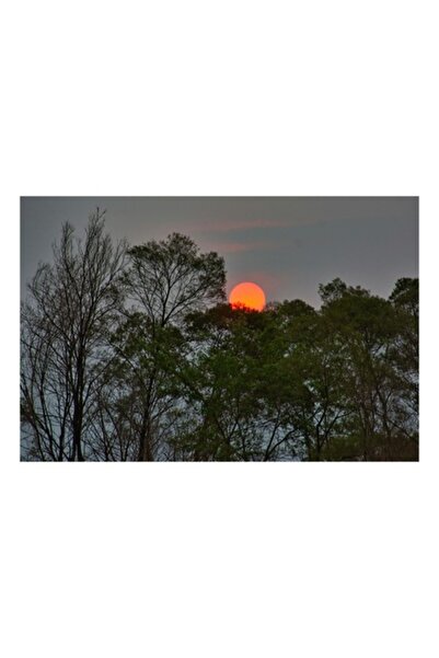 OEM Tablou pe pânză „Apus de soare roșiatic printre copaci umbroși”, 54 x 39 cm