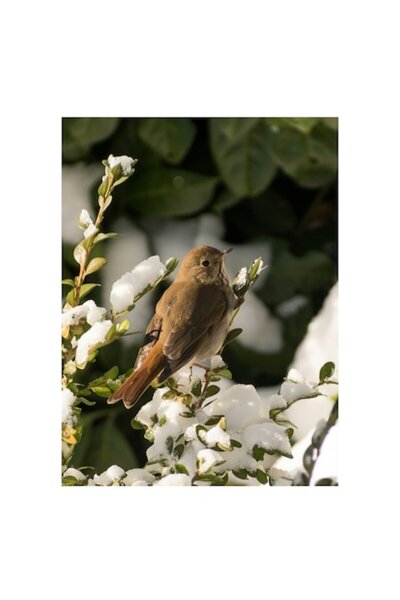 OEM Pictură pe pânză „Pasăre cântătoare în zăpadă proaspătă”, Pasăre, Zăpadă,...